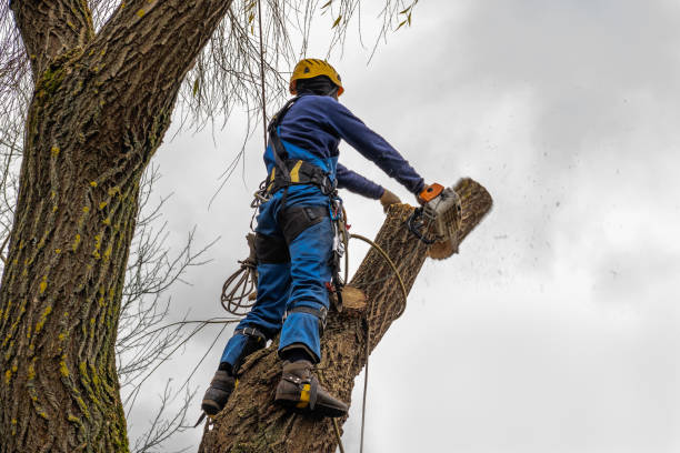 Best Emergency Tree Service  in Pine Bluff, AR